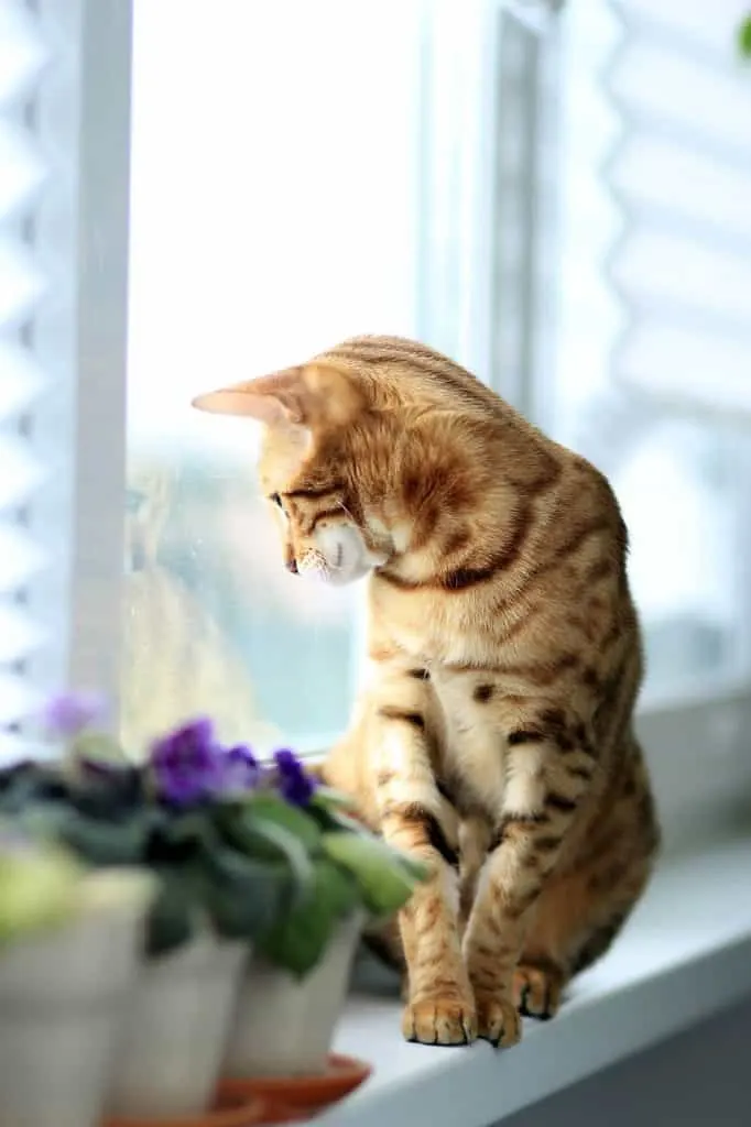 Cat Teeth Chattering | Fluffy Kitty