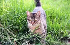 Stray cat