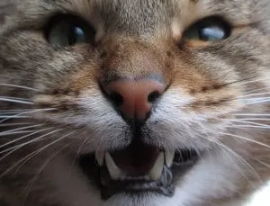 how to stop my cat from biting me enraged