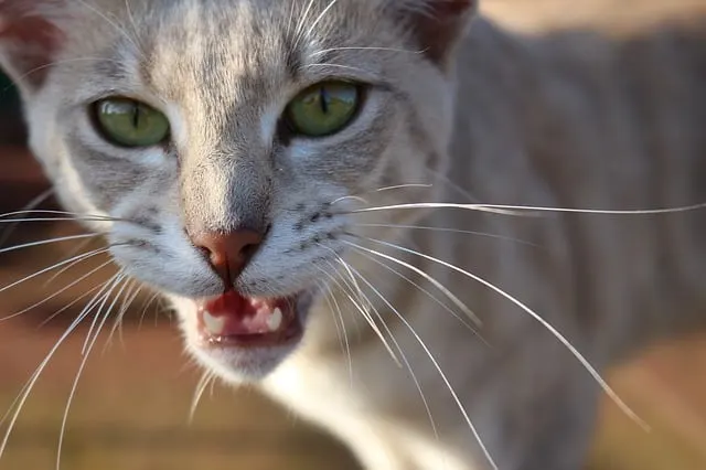 How to stop my cat from meowing - Fluffy Kitty