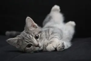 owning a cat for the first time