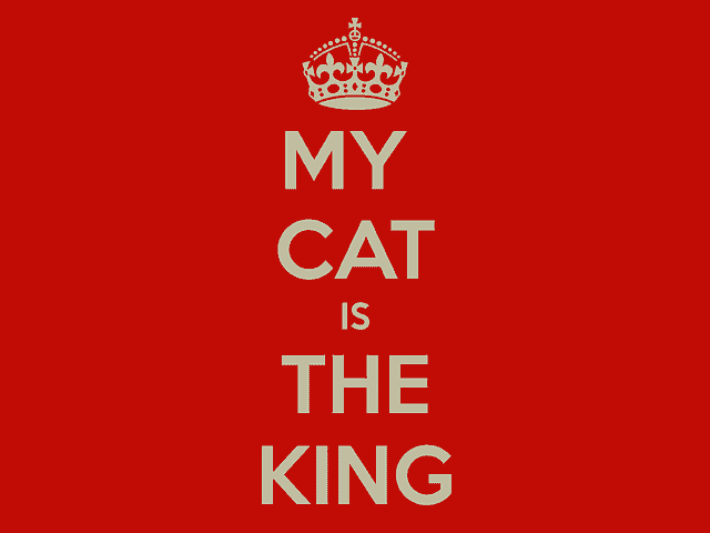 can cats learn tricks