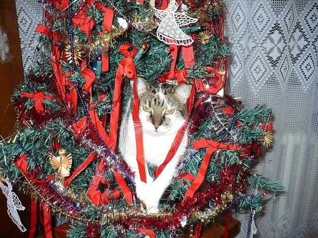 tips on how to keep your cat safe for christmas