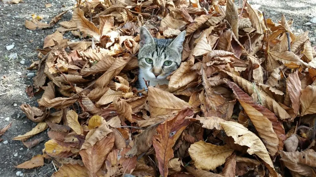 How to Find My Lost Cat - Fluffy Kitty 
