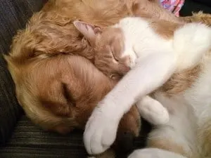 cat-and-dog-775116_640