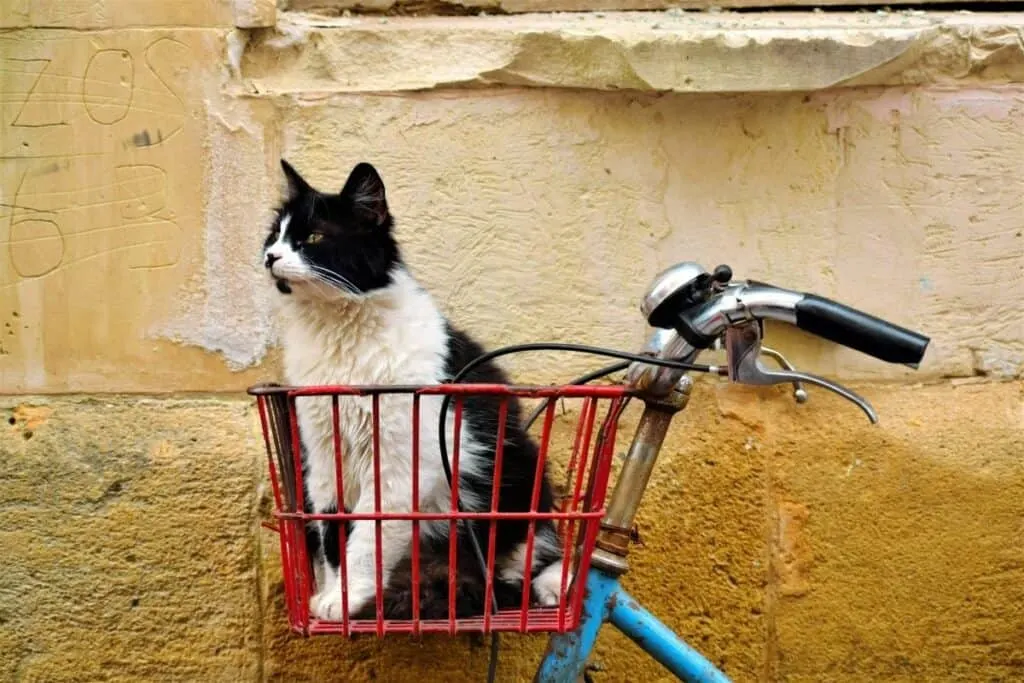 black and white cat sitting inside a red wire bicycle basket