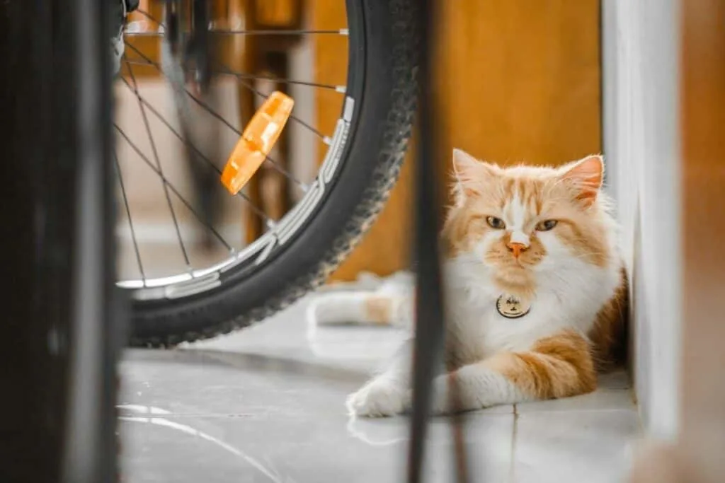 orange and white cat sitting on floor beside bicycle wheel