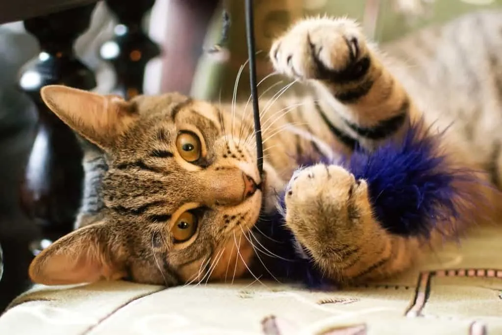cat chewing feather toy