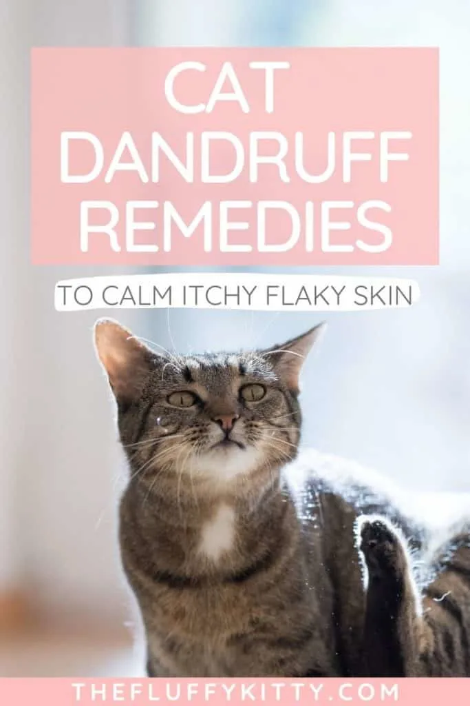 cat dandruff remedies to treat cat dandruff and soothe itchy cat skin | thefluffykitty.com