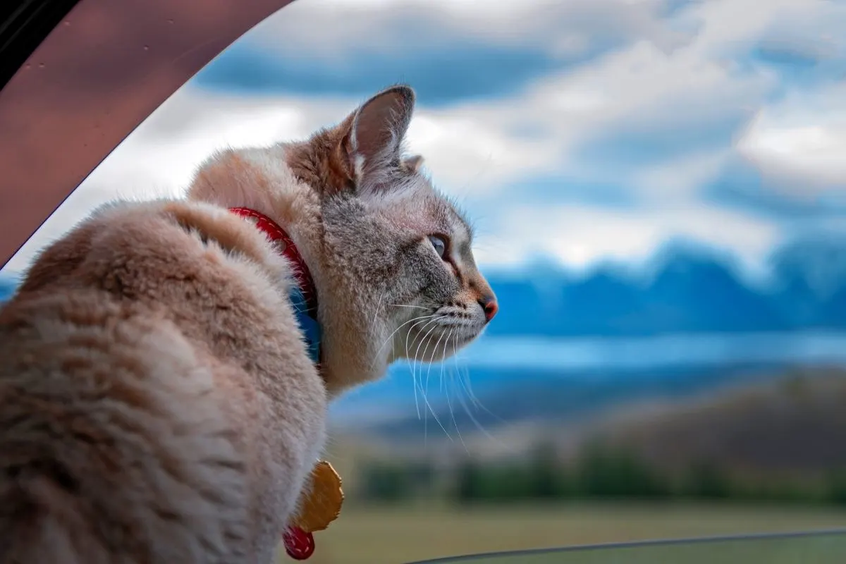 cat hanging out car window