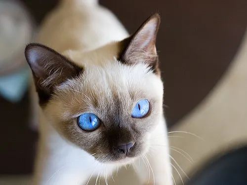 How to clean my cat's eyes