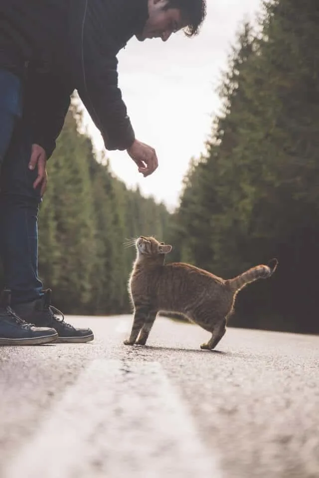 6 Ways Neutering Your Cat Helps the Environment | Fluffy Kitty thefluffykitty.com
