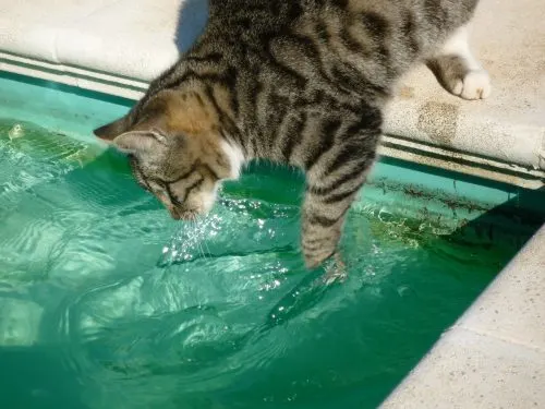 can cats eat sardines
