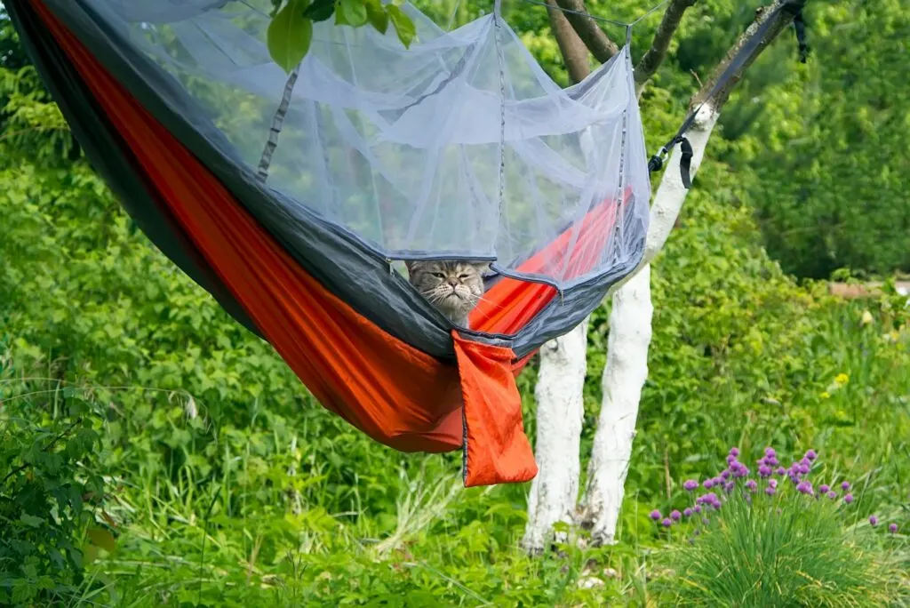 cat sitting in a red hammock goes camping