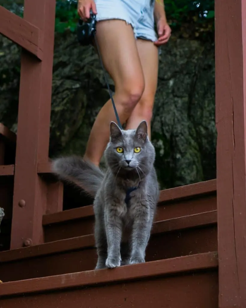 gray cat walking on leash down stairs with owner