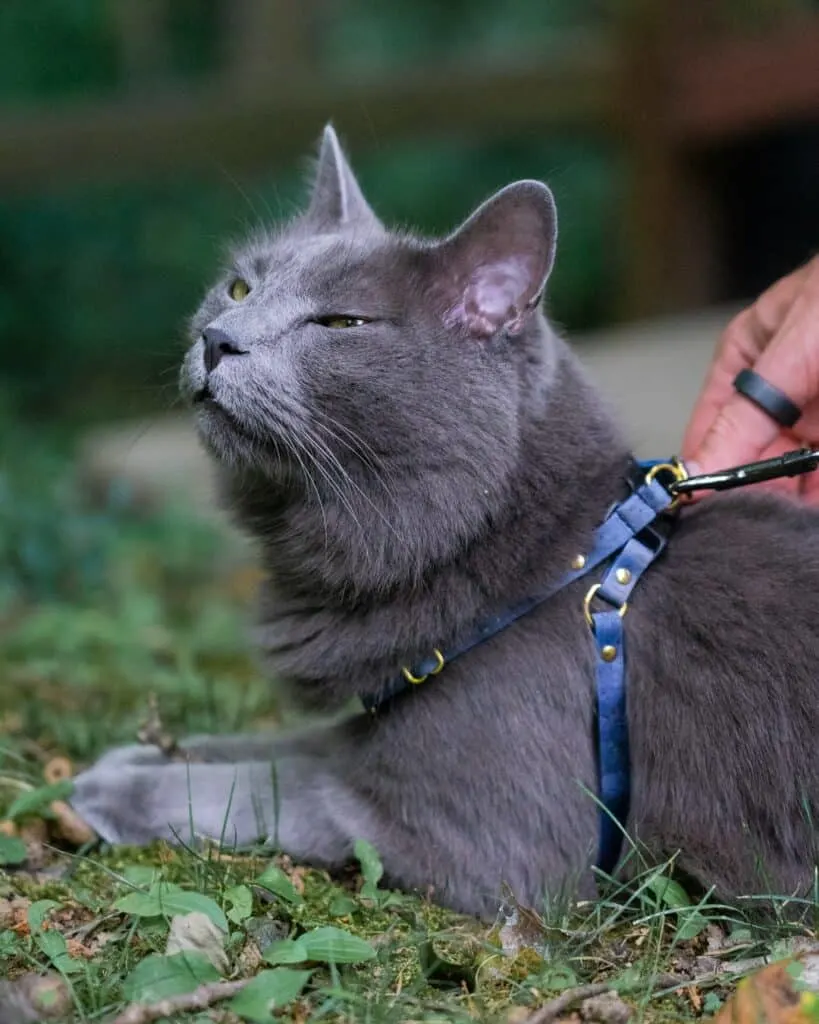gray cat laying in grass wearing the Supakit harness