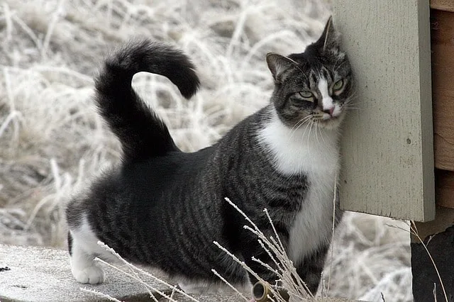 Cat Head Pressing | Fluffy Kitty