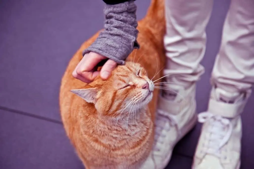 person bending down to pet ginger cat
