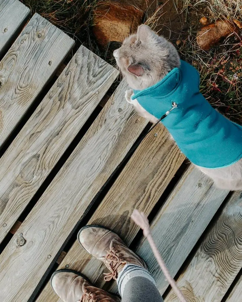 woman standing next to her cat wearing jacket while hiking outside