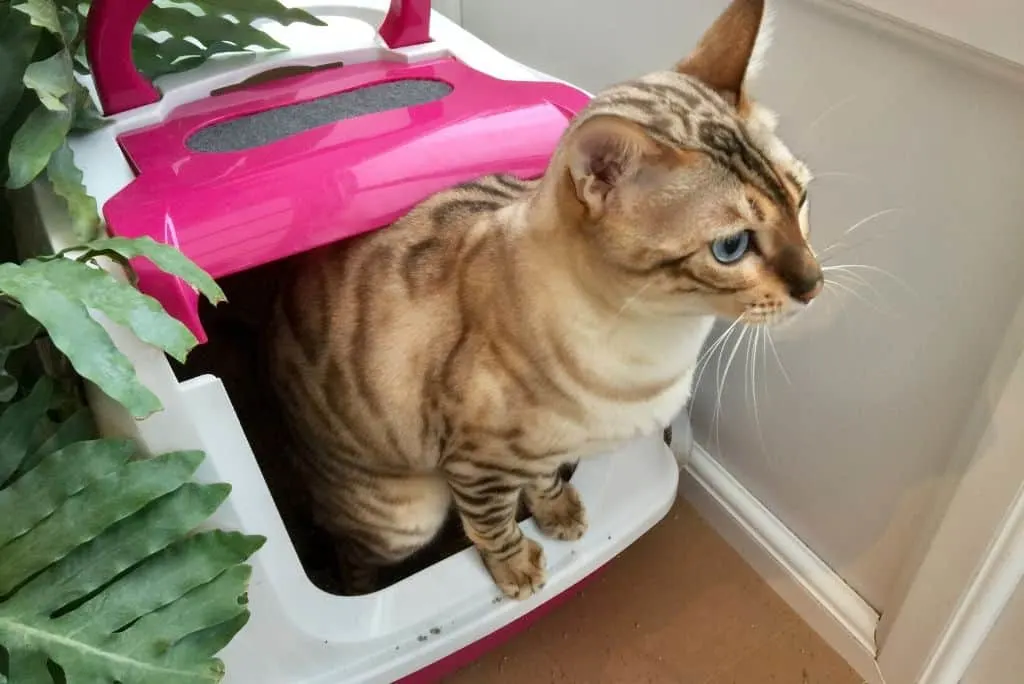 cat litter box furniture to hide the litter box