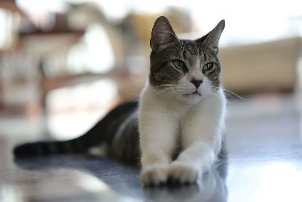 tabby cat laying on floor in apartment