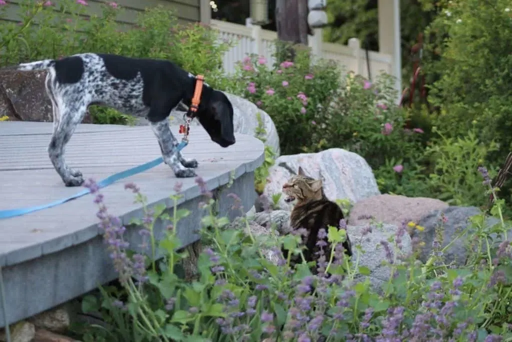 stressed cat in garden meeting new dog