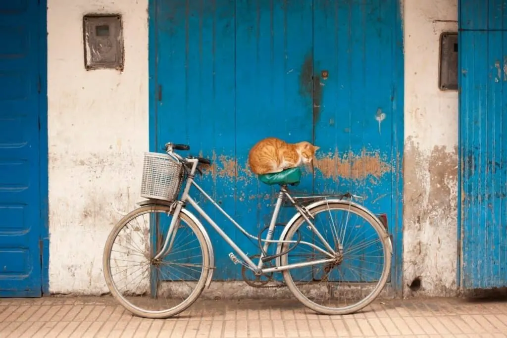 orange cat sleeping on seat of vintage bicycle in front of blue doors