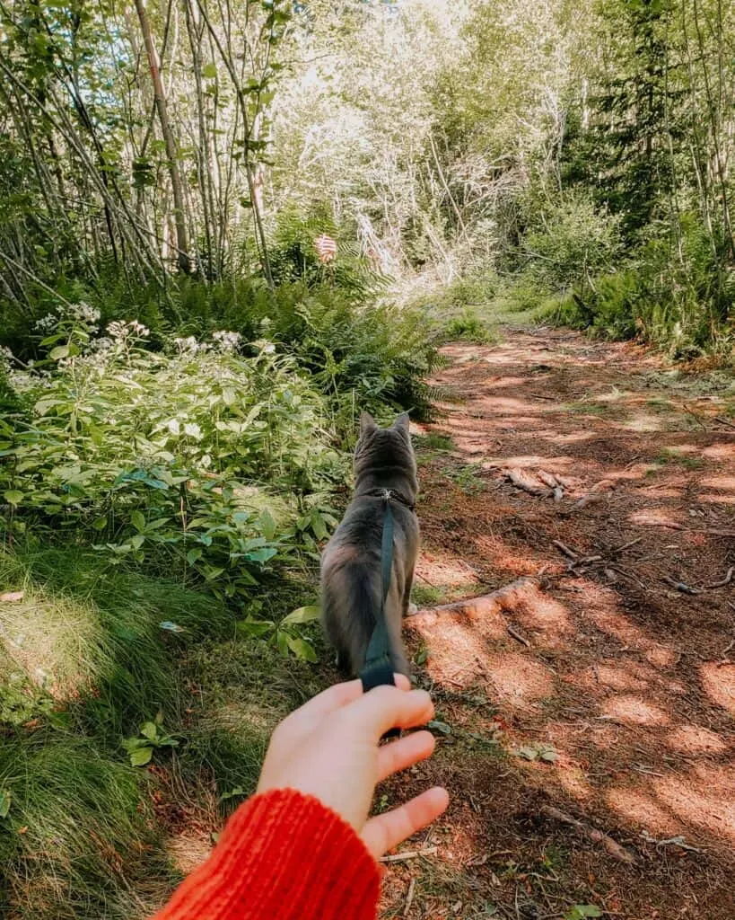 grey cat hiking on dirt trail with owner holding leash