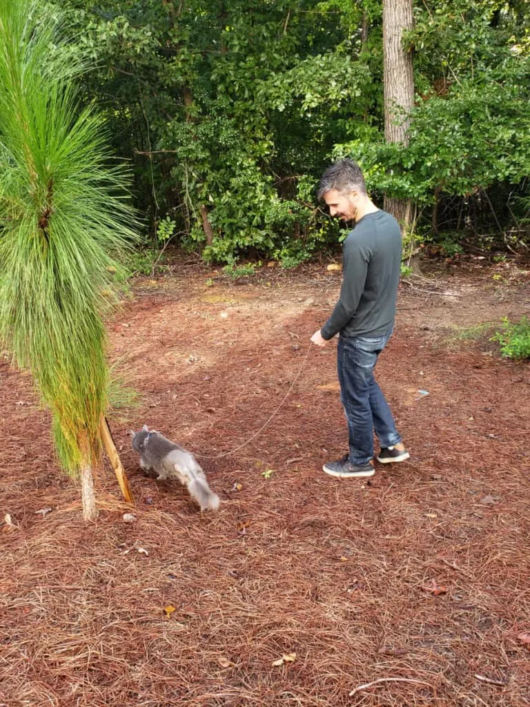 man walking tripod cat on leash outside