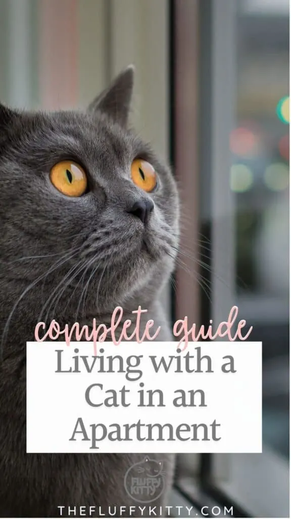 grey cat living in apartment looking out window, photo with text overlay
