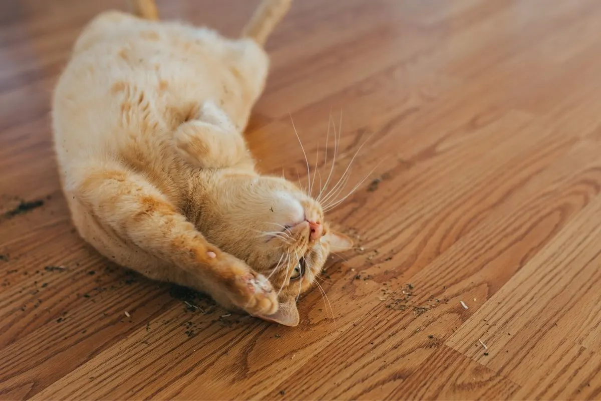 ginger cat rolling in catnip leaves