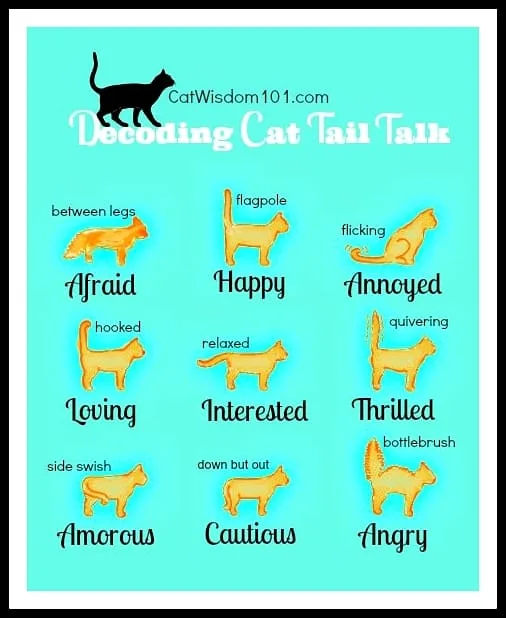 cat-tail-talk.bmp-001