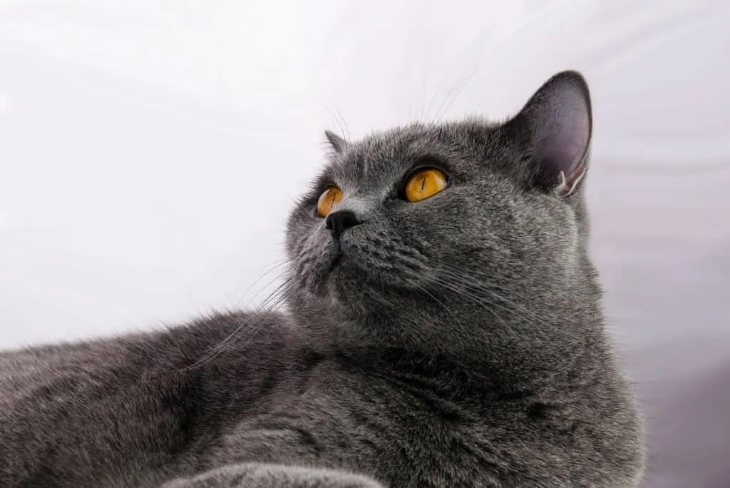 gray cat thinking
