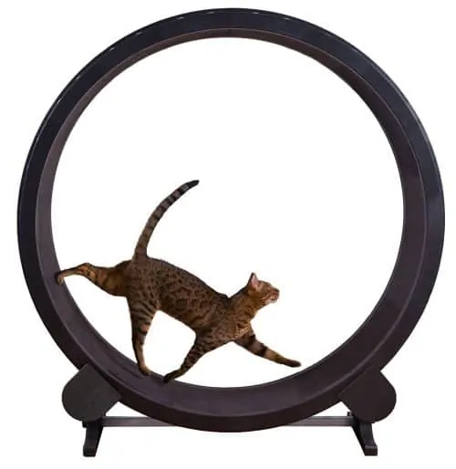 cat wheel