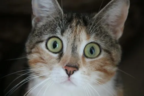 best cat toothpaste review