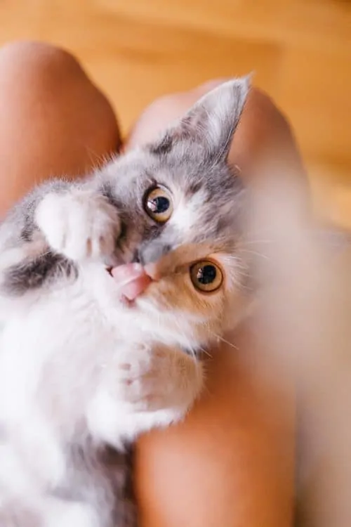 How to Reduce Your Cat's Carbon Paw Print | Fluffy Kitty