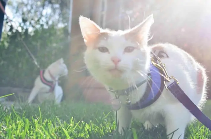 How to Explore with 2 Cats | Fluffy Kitty