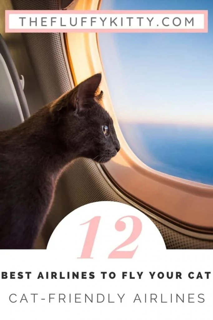 12 Cat-Friendly Airlines to Fly Your Cat #cats #airplanes #pettravel #catlovers #travelwithpets