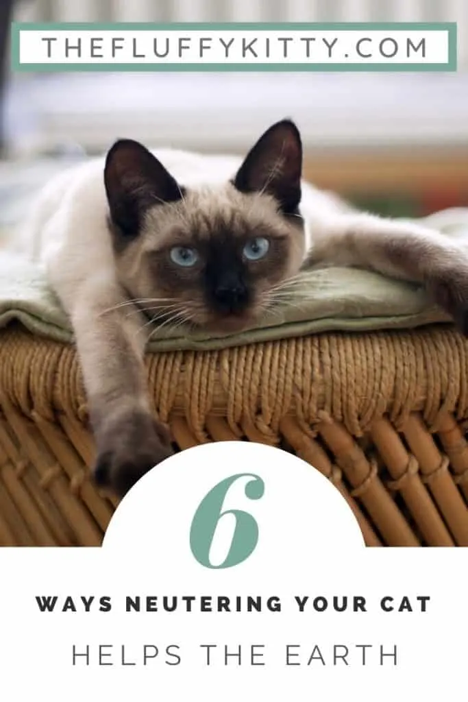 6 Ways Neutering Your Cat Helps the Environment #cats #earth #neutering #pets www.thefluffykitty.com