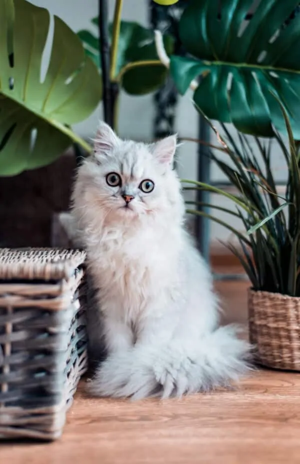 How to Reduce Your Cat's Carbon Paw Print | Fluffy Kitty