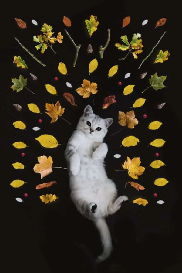 How to Reduce Your Cat's Carbon Paw Print | Fluffy Kitty