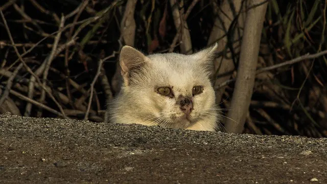 Cats and Rabies