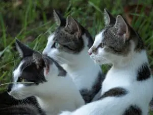 How to clean my cat's ears