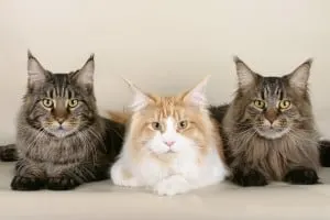 10 best cats for cuddling