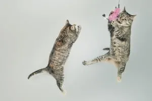 best cat toys for indoor cats