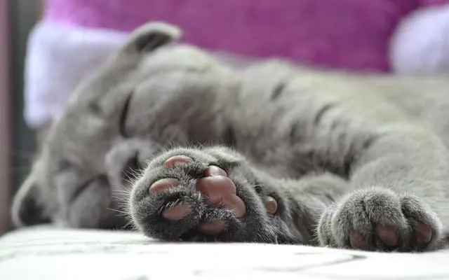 Dust Free Cat Litter | Fluffy Kitty