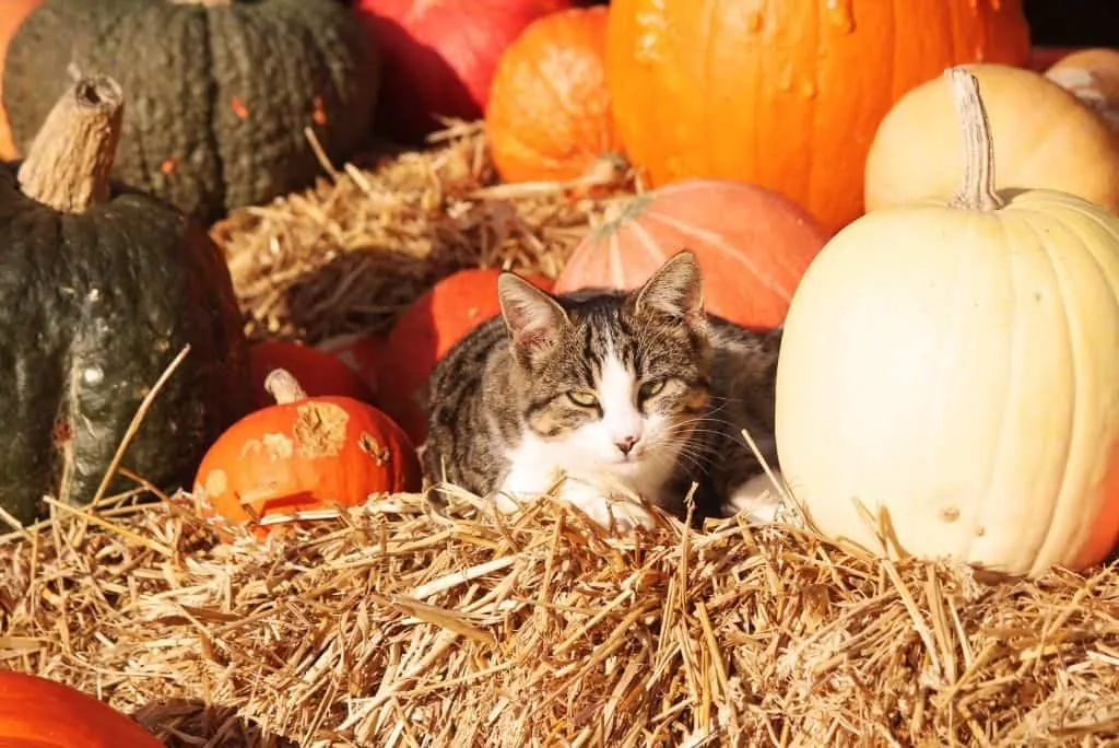 cat laying with pumpkins