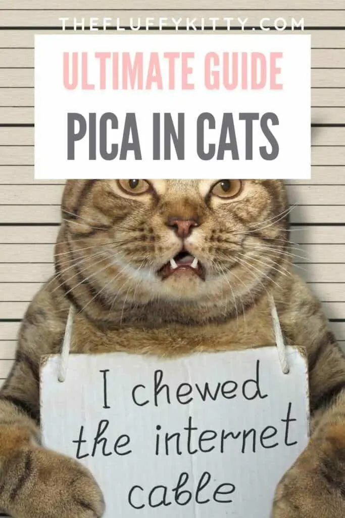 guilty arrested cat holding sign "i chewed the internet cable"