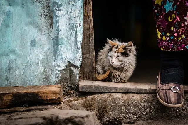 Cats and Rabies