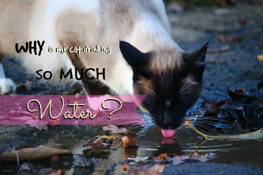 Why is my cat drinking so much water